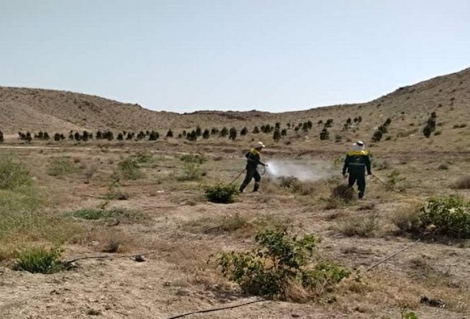 آغاز ملخ زدایی از بوستان های جنگلی حاشیه شهر قم