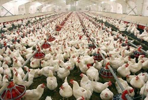 تولید گوشت مرغ در قم رو به افزایش است