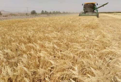 ۱۲۰۰هکتار از مزارع قم زیر کشت گندم دیم است