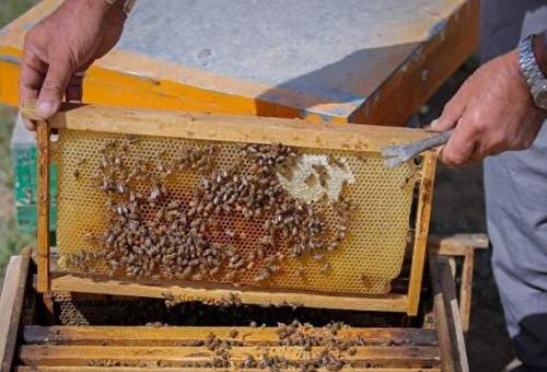 سالانه ۳۸۰ تن عسل در قم تولید می‌شود