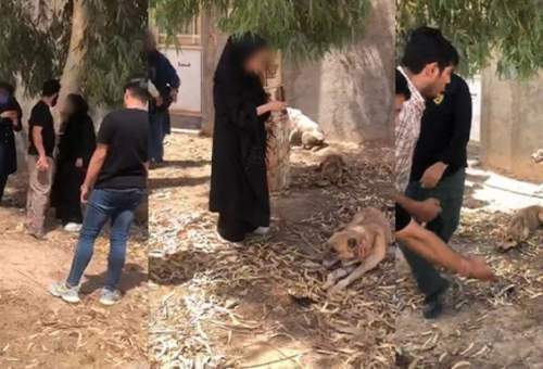 حامیان سگ‌های ولگرد بازداشت شدند