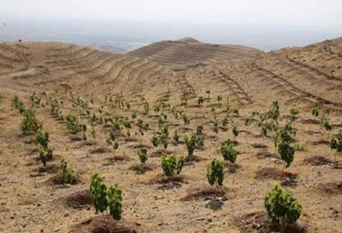 ایجاد بیش از 377 هزار متر مربع فضای سبز جنگلی در قم در سال ۱۴۰۰