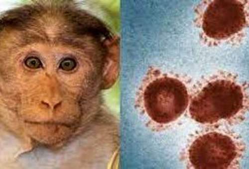 واکسیناسیون عمومی آبله میمون در جهان مطرح نیست