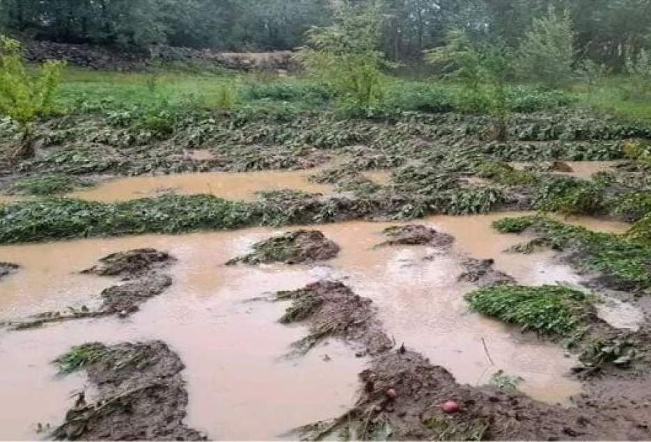 ۳۲۰ میلیارد ریال خسارت به بخش کشاورزی قم در اثر سیل و بارش باران