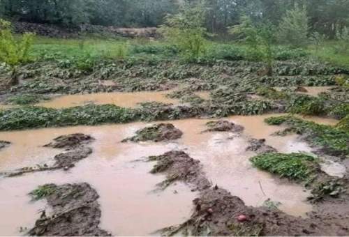۳۲۰ میلیارد ریال خسارت به بخش کشاورزی قم در اثر سیل و بارش باران