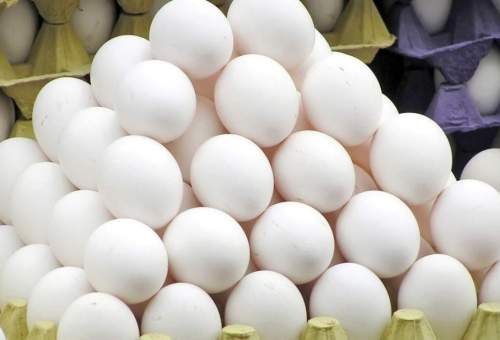 قم در تولید تخم مرغ رتبه چهارم کشوری را در اختیار دارد