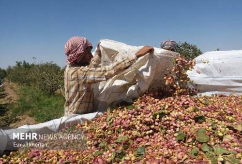 ۱۴۰۰۰ هکتار باغ پسته در قم وجود دارد