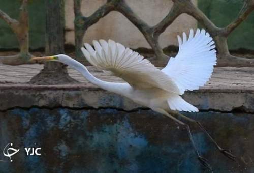 میزبانی رودخانه قم از پرندگان مهاجر