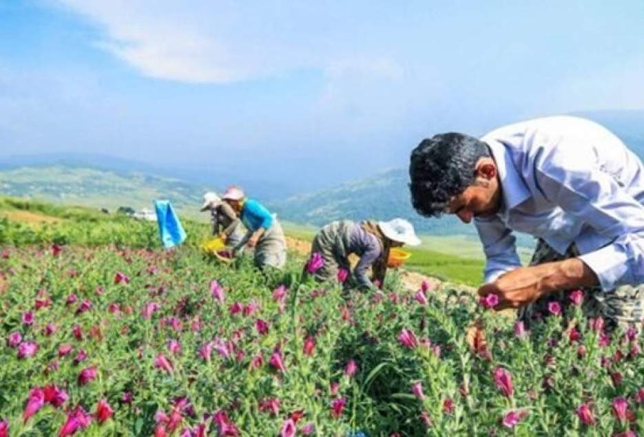 رتبه چهارم ایران در پژوهش‌های مرتبط با گیاهان دارویی