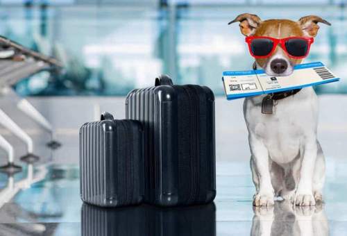 بردن حیوانات خانگی به هواپیما