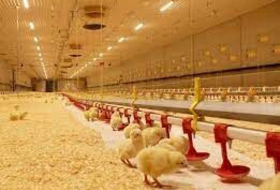 معاون جهاد کشاورزی قم:جوجه ریزی در واحدهای پرورش مرغ قم ۱۲۲ درصد افزایش یافت.