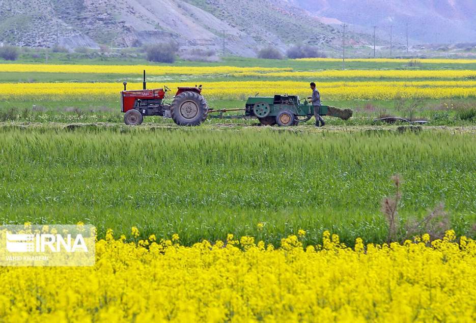 رییس سازمان جهاد کشاورزی قم:ظرفیت تولید محصولات کشاورزی در قم رو به افزایش است.