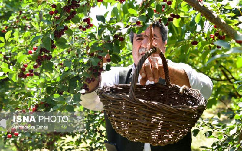 ترویج نهال‌های شناسه دار در باغات قم