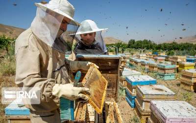 معاون سازمان جهاد کشاورزی: تولیدات زنبورداران در قم رشد کرد