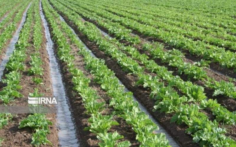 کشاورزی سنتی در حریم شهر قم باید اصلاح شود