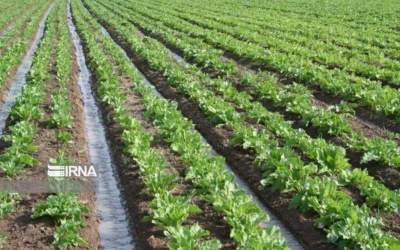 کشاورزی سنتی در حریم شهر قم باید اصلاح شود