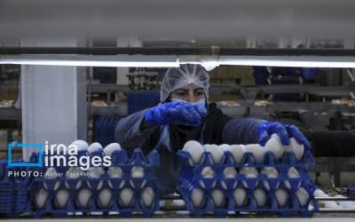 قم، پیشتاز در تأمین امنیت غذایی کشور با تولید ۱۸۷ هزار تُن محصولات دامی